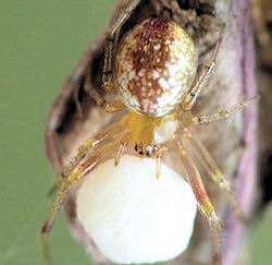 Anelosimus ZZ537