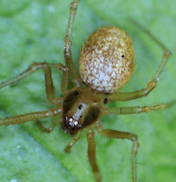Anelosimus ZZ595