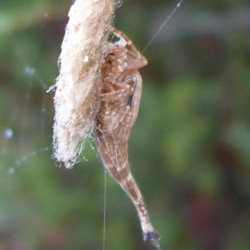 Arachnura higginsi