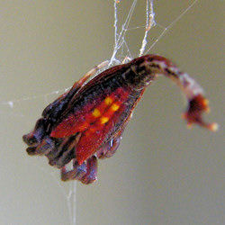Arachnura higginsi