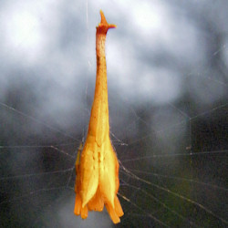 Arachnura higginsi