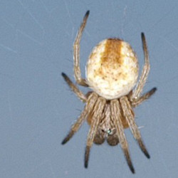 Araneidae ZZ313
