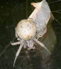 Eriophora ZZ114