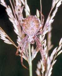 Eriophora ZZ135 female