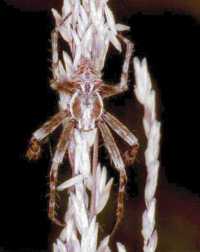 Eriophora ZZ135 male