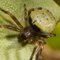 Araneus_ZZ430
