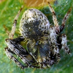 Araneus acuminatus