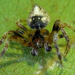 Araneus acuminatus