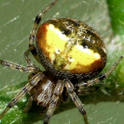 Araneus albotriangulus