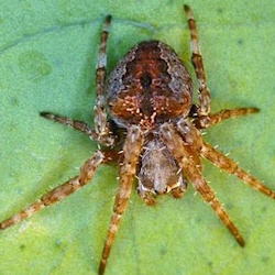 Araneus arenaceus