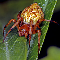 Araneus brisbanae