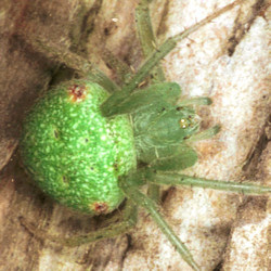 Araneus circulissparsus