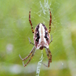 Araneus cyphoxis