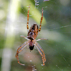 Araneus cyphoxis