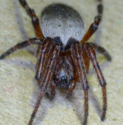 Araneus dimidiatus