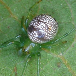 Araneus praesignis female 