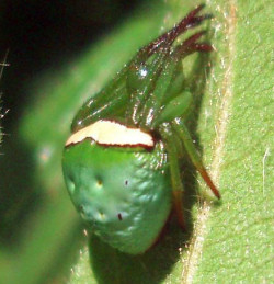 Araneus_psittacinus