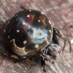 Araneus rotundulus