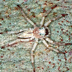 Arasia mollicoma 