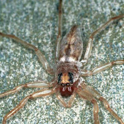 Arasia mollicoma 