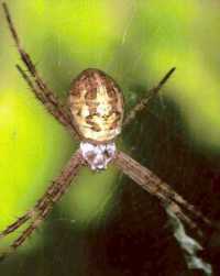 Argiope ZZ077