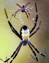 Argiope radon