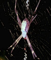 Argiope