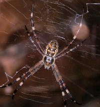 Argiope 