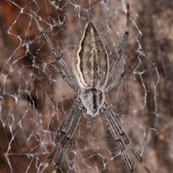 Argiope ZZ396
