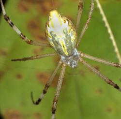 Argiope extensa