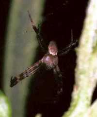 Argiope keyserlingi