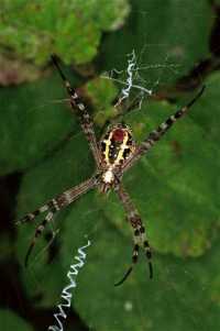 Argiope_keyserlingi