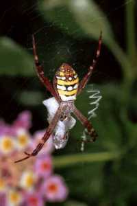Argiope keyserlingi