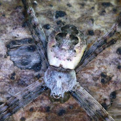 Argiope lugubris