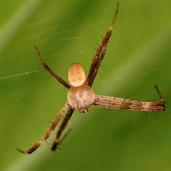 Argiope picta