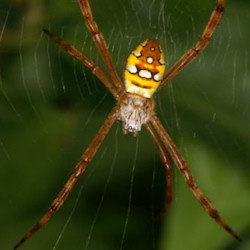 Argiope picta