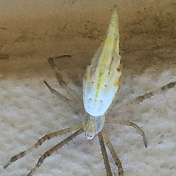 Argiope protensa