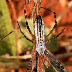 Argiope syrmatica