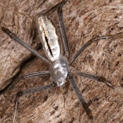 Argiope syrmatica