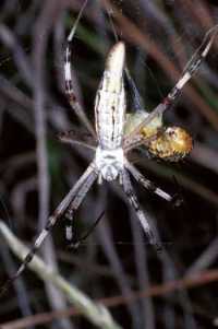 Argiope syrmatica