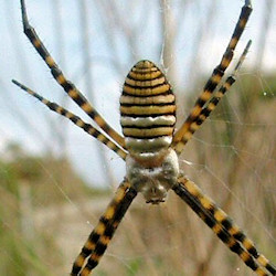 Argiope trifasciata