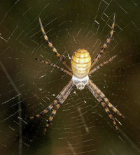 Argiope trifasciata