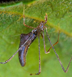 Argyrodes ZZ265