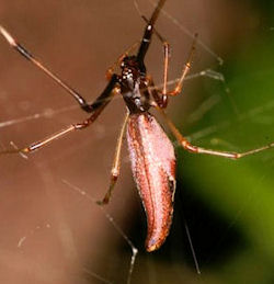 Argyrodes ZZ391