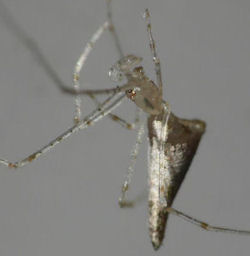 Argyrodes ZZ542