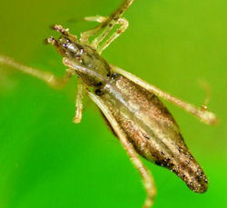 Argyrodes ZZ543