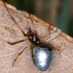 Argyrodes antipodianus