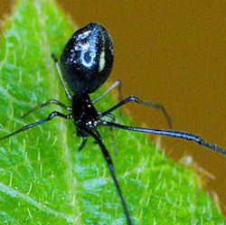 Argyrodes rainbowi
