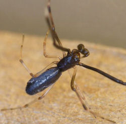 Argyrodes rainbowi