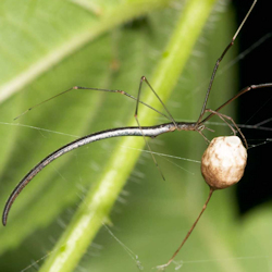Ariamnes colubrinus
